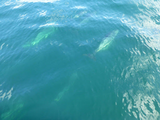 Whale Watching Tour Agency «Cape Ann Whale Watch», reviews and photos, 415 Main St, Gloucester, MA 01930, USA