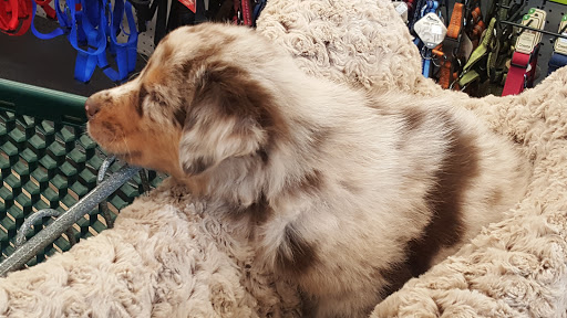 Pet Supply Store «PetPeople», reviews and photos, 2484 E 146th St, Carmel, IN 46033, USA