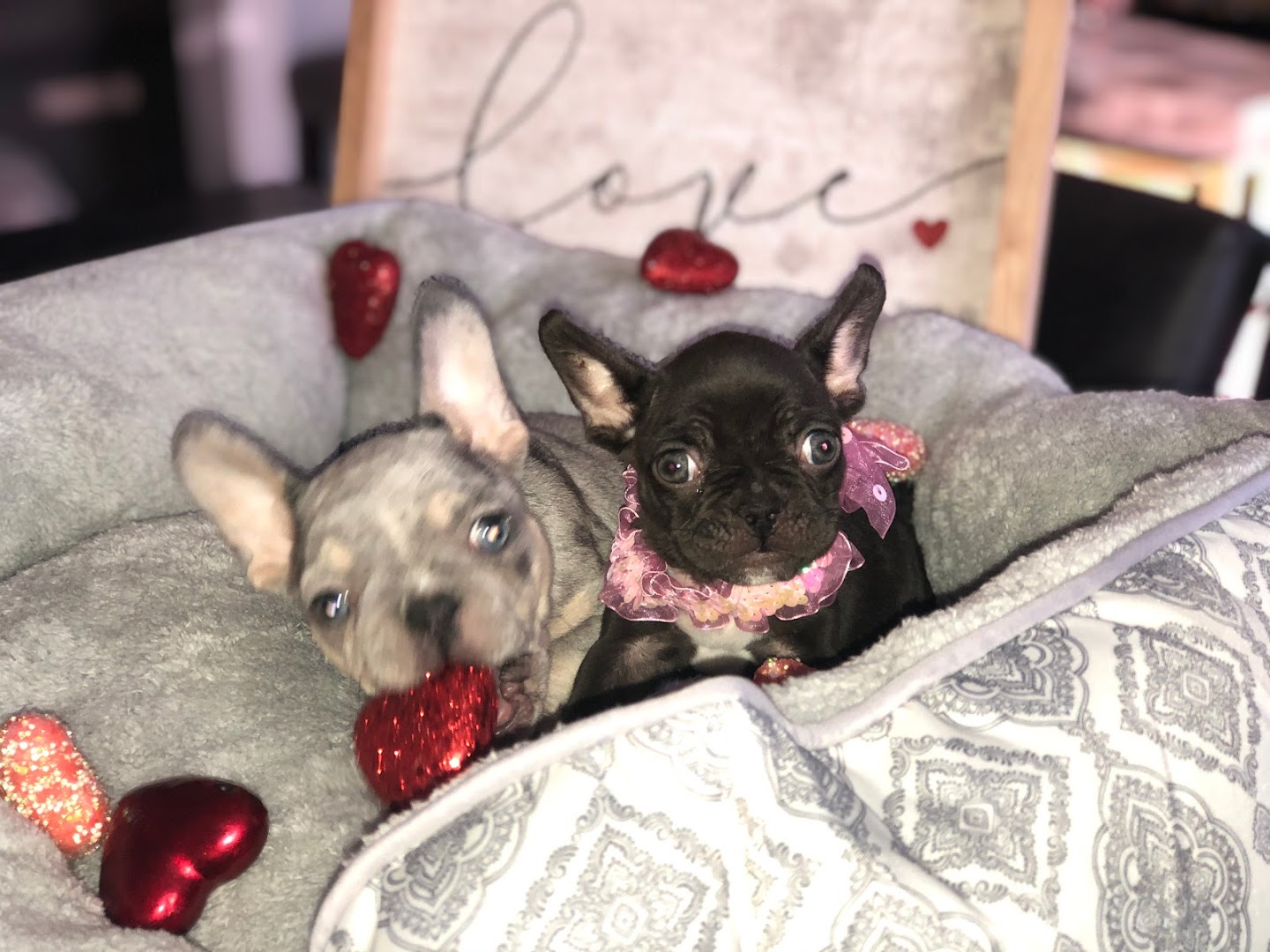 Fairytale Frenchies