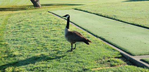 Golf Course «Riverchase Golf Course», reviews and photos, 700 Riverchase Dr, Coppell, TX 75019, USA