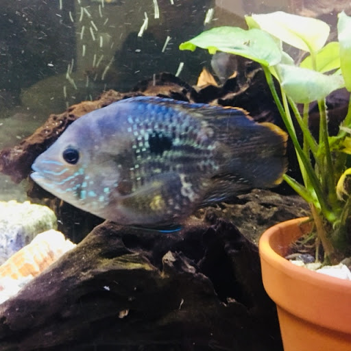 Pet Store «Pet Junction», reviews and photos, 146 NH-108, Dover, NH 03820, USA