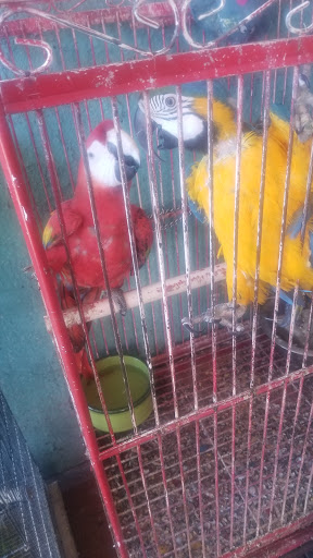 Pet Store «Pet Source 1901», reviews and photos, 1901 W 8th St B, Los Angeles, CA 90057, USA