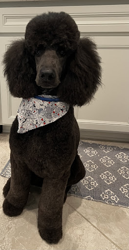 Pet Store «DipidyDawg Gourmet Dog Bakery & Boutique», reviews and photos, 21301 S Tamiami Trail Suite 430, Estero, FL 33928, USA