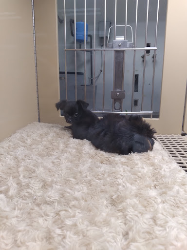 Pet Supply Store «Petland Dallas», reviews and photos, 11909 Preston Rd, Dallas, TX 75230, USA