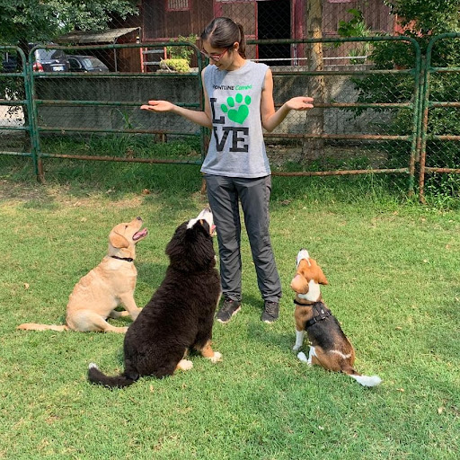 Pensioni per cani e dog hotel a Capitan Zampa di Forlani Isabelle