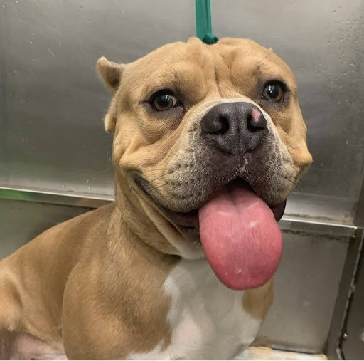 Kennel «K9 Loft», reviews and photos, 495 S Arroyo Pkwy, Pasadena, CA 91105, USA