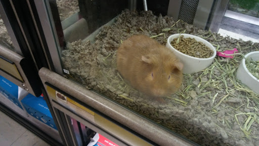 Pet Supply Store «Petco Animal Supplies», reviews and photos, 8010 Wedgewood Ln N, Maple Grove, MN 55369, USA