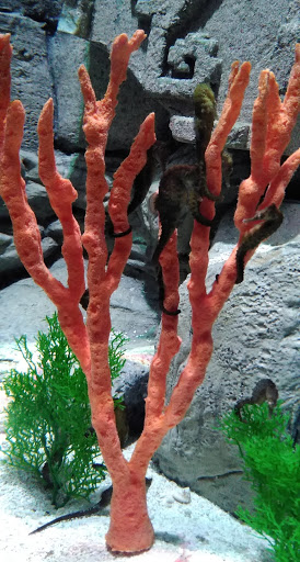 Aquarium «SEA LIFE Grapevine Aquarium», reviews and photos, 3000 Grapevine Mills Pkwy, Grapevine, TX 76051, USA