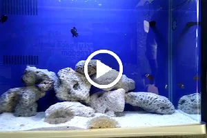 Sree Krishna Aquarium And Pets image