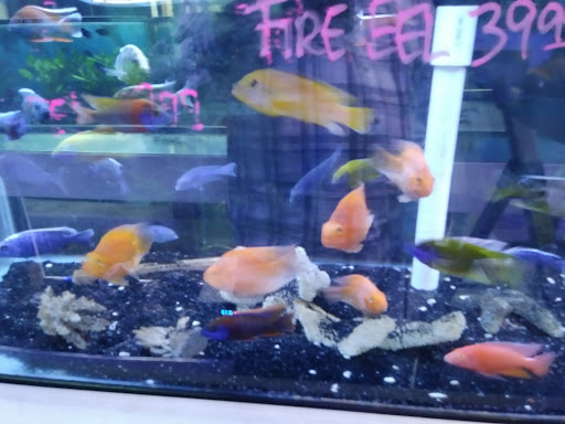 Pet Store «Pet World», reviews and photos, 891 Harriman Pl, San Bernardino, CA 92408, USA