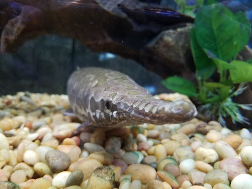 Zoo «Phillips Park Zoo», reviews and photos, 1000 Ray Moses Dr, Aurora, IL 60505, USA