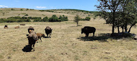 Randals Bison Ferme Auberge du Randals bison - Restaurant à Lanuéjols - n°1