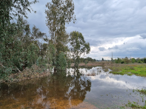 שלולית החורף רחובות