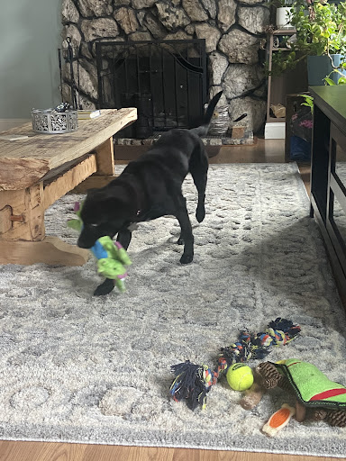 Homeward Bound Dog Rescue of New York, LLC.