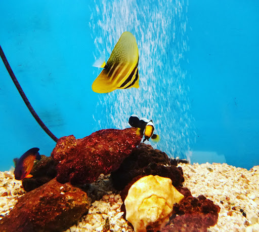 Pet Store «Pet World Warehouse Outlet», reviews and photos, 2984 S 108th St, Milwaukee, WI 53227, USA