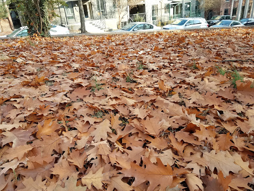 Park «Meridian Hill Park», reviews and photos, 2400 15th St NW, Washington, DC 20009, USA