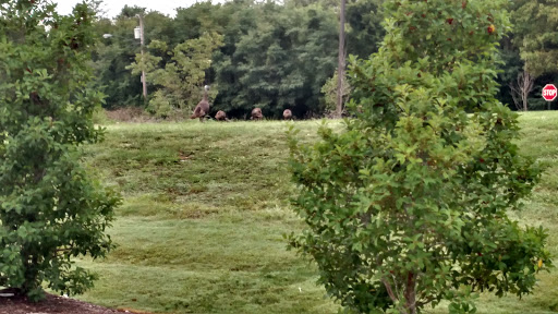 Fast Food Restaurant «Chick-fil-A», reviews and photos, 605 S James Campbell Blvd, Columbia, TN 38401, USA