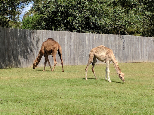 Tourist Attraction «Barn Hill Preserve», reviews and photos, 11370 LA-955, Ethel, LA 70730, USA