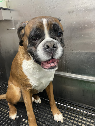 Pet Supply Store «Pet Supplies Plus», reviews and photos, 1676 E Summit St, Crown Point, IN 46307, USA