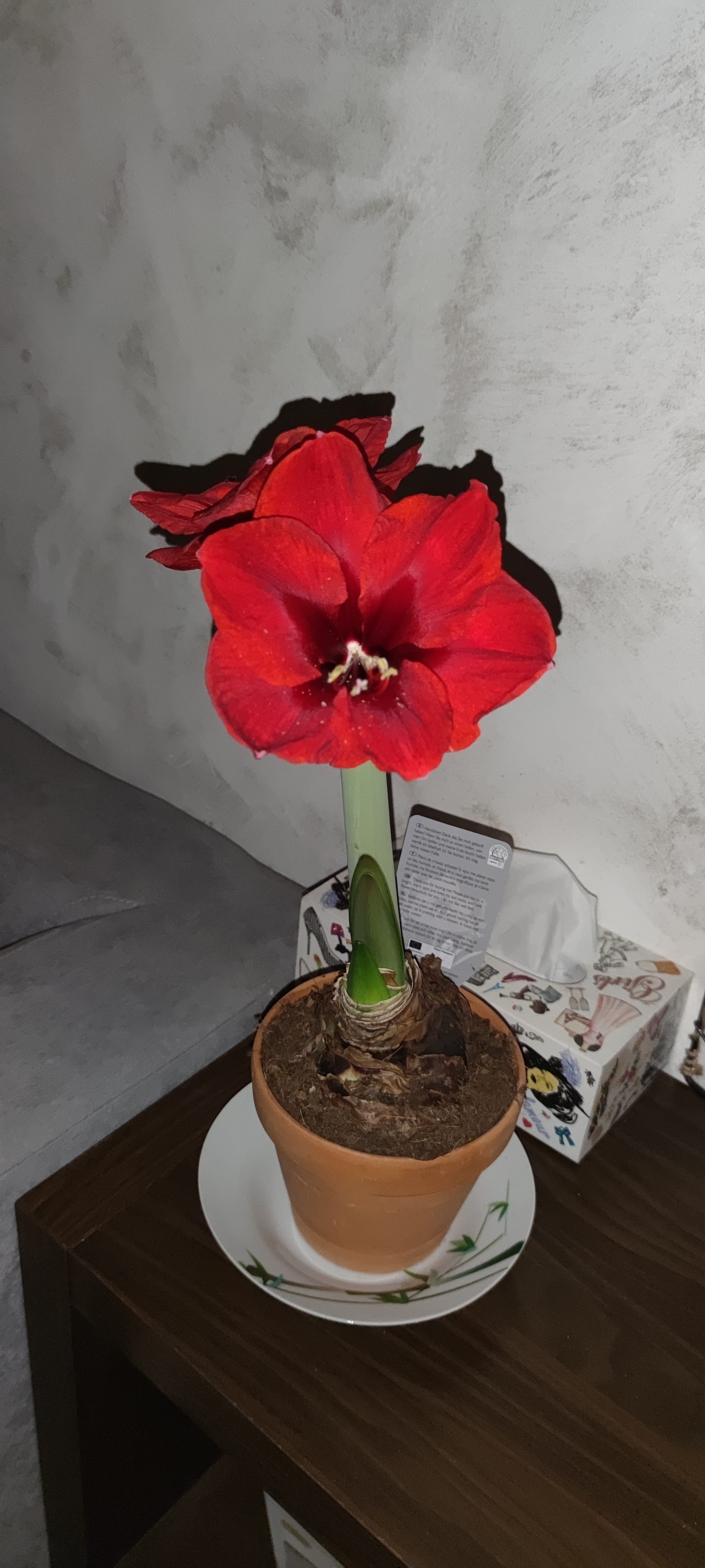 Photo n° 1 de l'avis de auré. fait le 24/02/2021 à 22:05