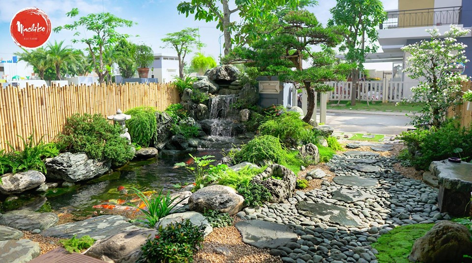 Machiko Thiết kế thi công hồ cá Koi sân vườn đẹp