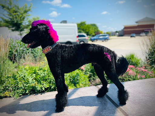 All Fur Love Pet Grooming & Boutique