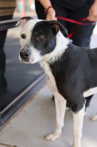 Animal Control Service «Animal Control», reviews and photos