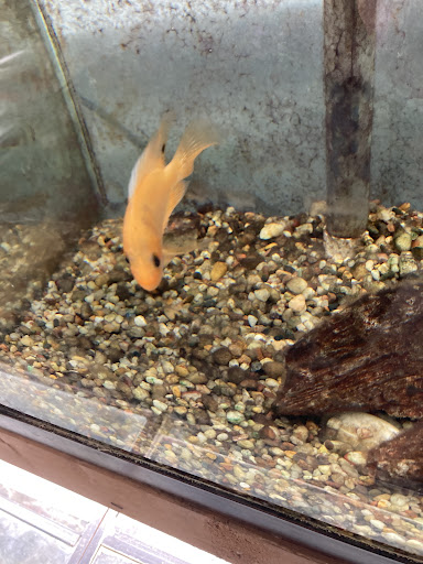 Pet Store «Henderson Pets», reviews and photos, 1504 S Green St, Henderson, KY 42420, USA