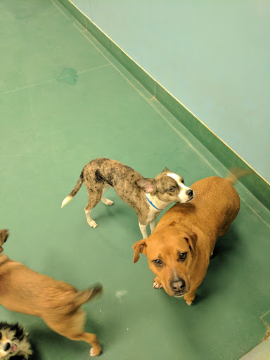 Pet Supply Store «Petco Animal Supplies», reviews and photos, 6612 Richmond Hwy, Alexandria, VA 22306, USA