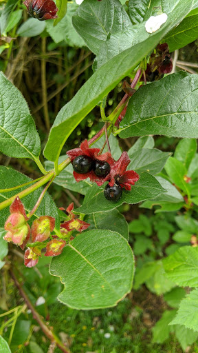Park «Cottage Lake Park», reviews and photos, NE Woodinville Duvall Rd, Woodinville, WA 98072, USA