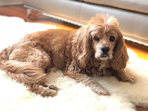 Pet Supply Store «Petco Animal Supplies», reviews and photos, 2340 Holcomb Bridge Rd, Roswell, GA 30076, USA