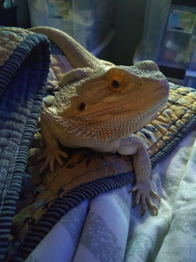 Pet Supply Store «Petco Animal Supplies», reviews and photos, 415 E University Dr, Granger, IN 46530, USA