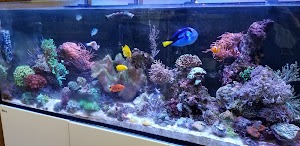 Aqua Lab Aquaria - photo 31