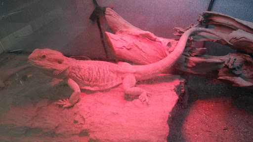 Used Car Dealer «Veracity Auto Center», reviews and photos, 1963 Austin Hwy, San Antonio, TX 78218, USA