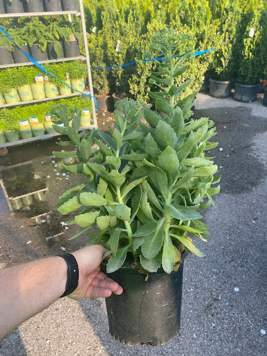 Landscaping Supply Store «Kirkwood Gardens», reviews and photos, 2701 Barrett Station Rd, Ballwin, MO 63021, USA