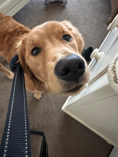 Coastal Animal Hospital image