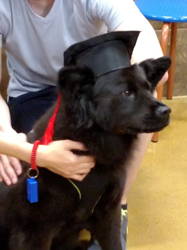 Pet Supply Store «PetSmart», reviews and photos, 131 Town Center Rd, King of Prussia, PA 19406, USA