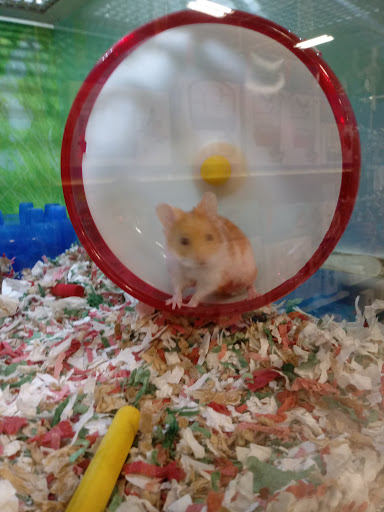 Pet Supply Store «PetSmart», reviews and photos, 1900 W International Speedway Blvd, Daytona Beach, FL 32114, USA