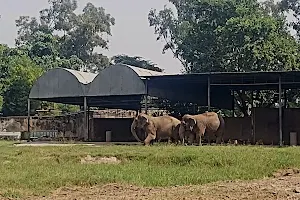 Elephant yard image