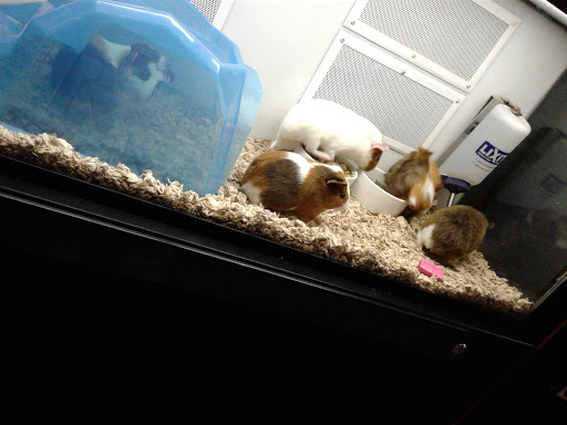 Pet Supply Store «Petco Animal Supplies», reviews and photos, 2230 Marlton Pike W #3, Cherry Hill, NJ 08002, USA