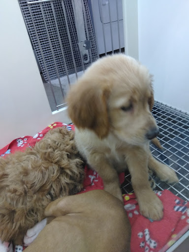 Pet Supply Store «PetSmart», reviews and photos, 6251 N Davis Hwy, Pensacola, FL 32504, USA