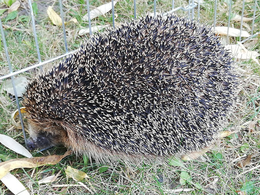 Tierarztpraxis Am Bötzsee unter Petershagen-Eggersdorf, 