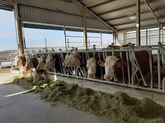 Zeynonun Çiftliği | Doğal Günlük Süt, Ev Yapımı Ürünler, Süt Ürünleri
