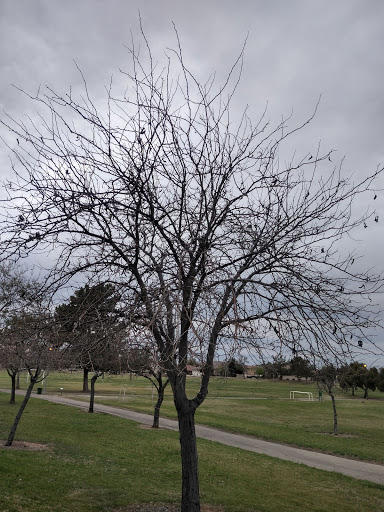 Park «Conocido Park», reviews and photos, 15645 N 31st Dr, Phoenix, AZ 85053, USA