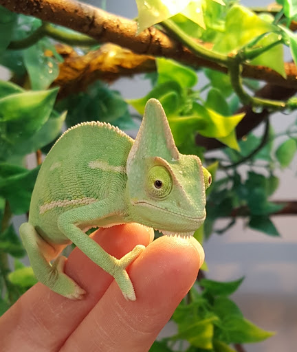 Pet Supply Store «Pet Supermarket, Inc.», reviews and photos, 1052 Peachtree Industrial Blvd, Suwanee, GA 30024, USA