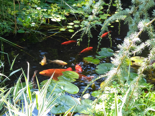 Garden «Sierra Water Gardens», reviews and photos, 2110 Dickerson Rd, Reno, NV 89503, USA