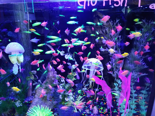 Pet Store «Pet World», reviews and photos, 891 Harriman Pl, San Bernardino, CA 92408, USA