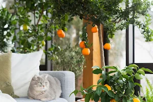 Meine Orangerie image