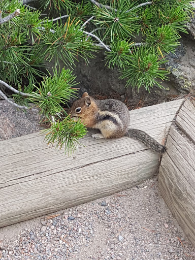 Grocery Store «Country Market», reviews and photos, 900 Moraine Ave, Estes Park, CO 80517, USA