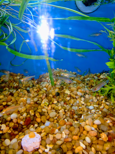 Pet Supply Store «Pet Supermarket», reviews and photos, 3821 S Cobb Dr, Smyrna, GA 30080, USA